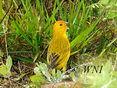 Saffron Finch (Sicalis flaveola)